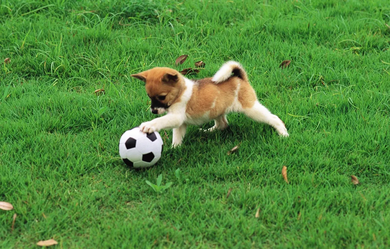 Фото обои wallpaper, sport, dog, football, ball
