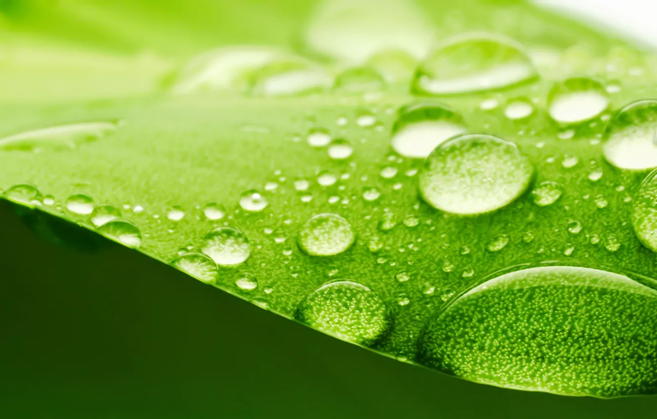 Фото обои поверхность, зеленый, листок, размытость, воды, широкоформатные, боке, полноэкранные