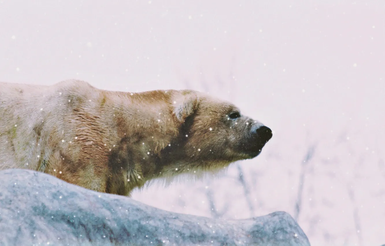 Фото обои зима, снег, медведь, охота