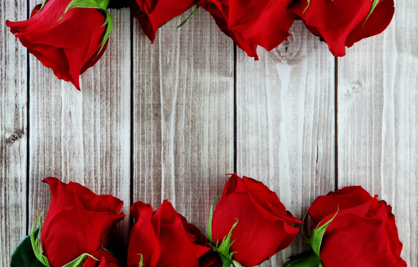 Фото обои цветы, розы, красные, wood, flowers, Roses, bud