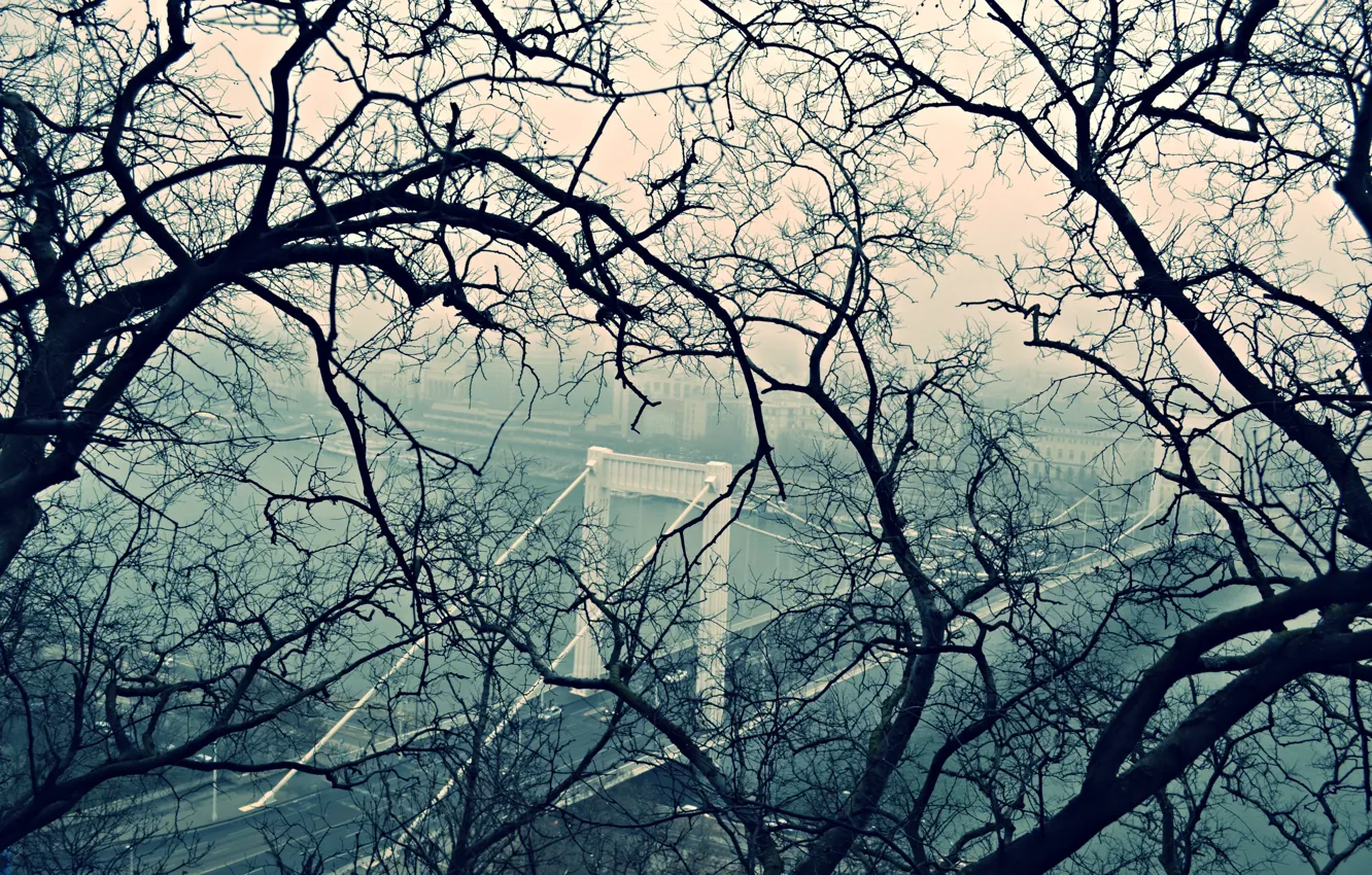 Фото обои деревья, город, Budapest