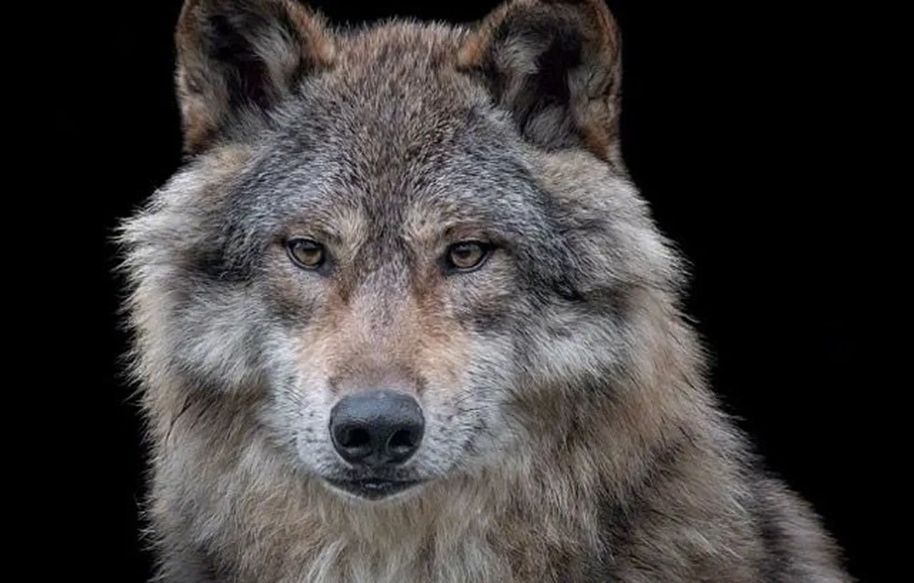 Фото обои nature, predator, animal, wolf, wildlife, portrait., Canis lupus. face • wolf • portrait • predator