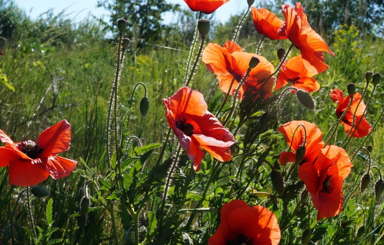 Фото обои red, poppy, meadow, blumming