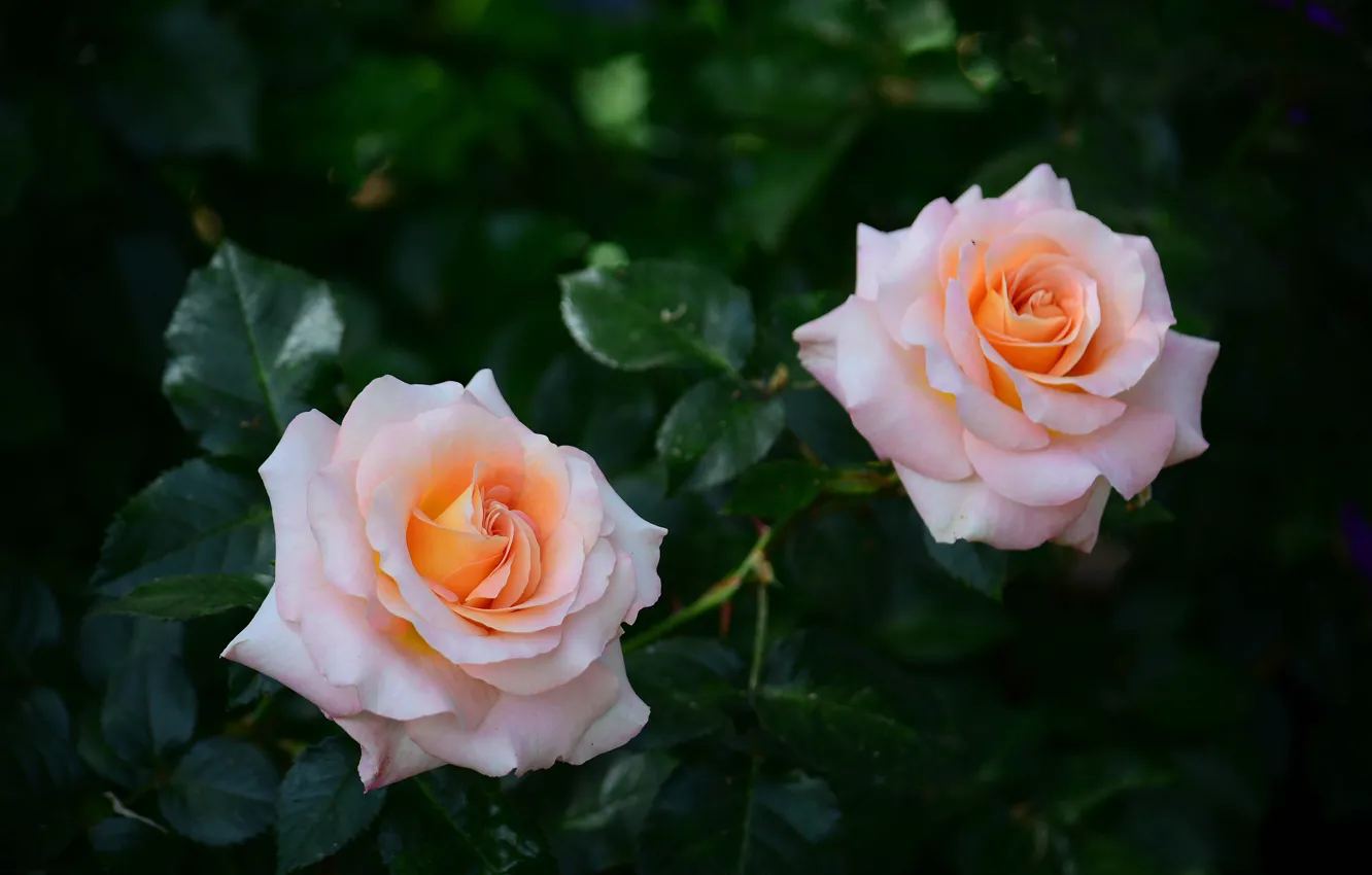 Фото обои розы, дуэт, бутоны