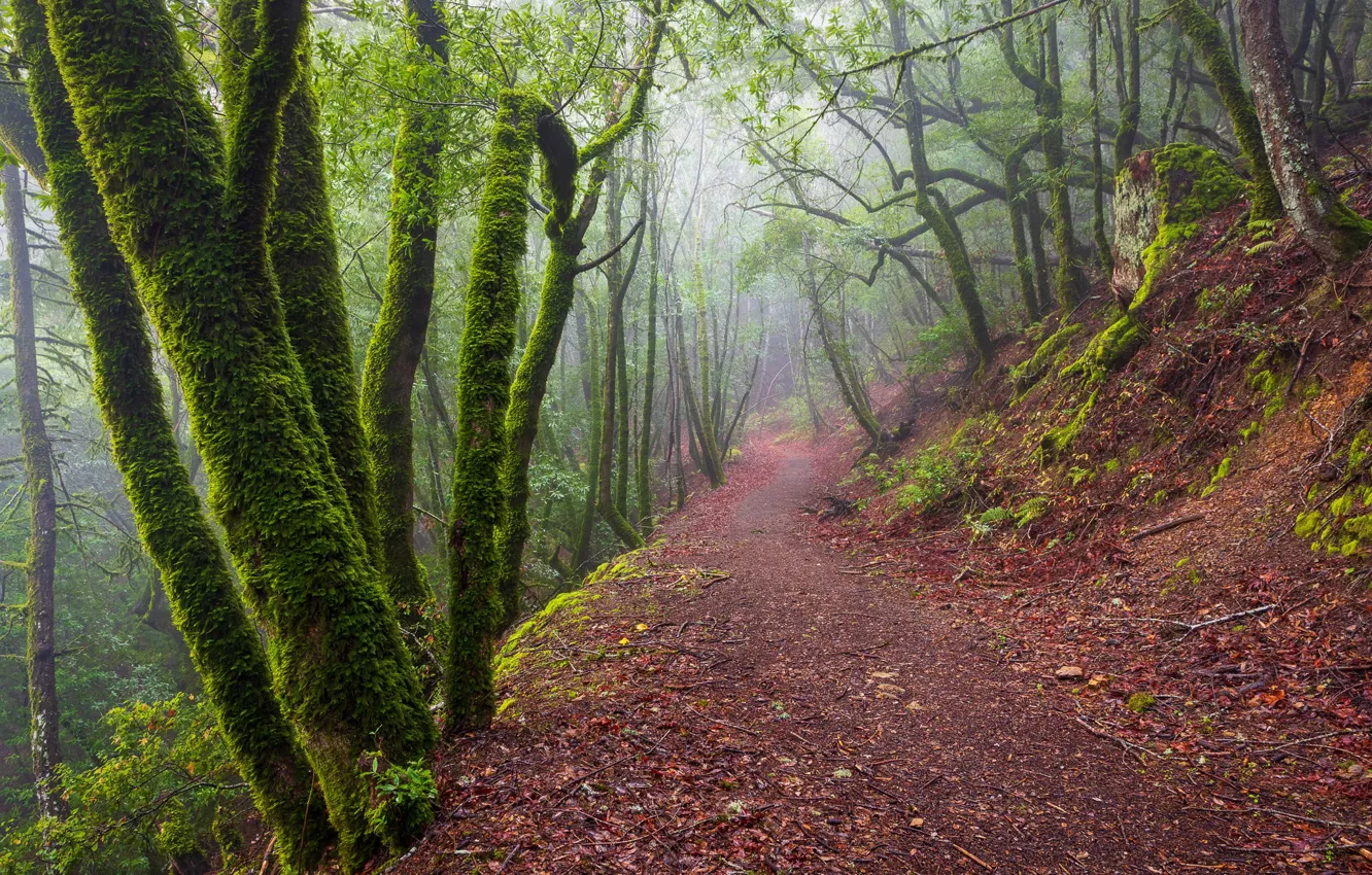 Фото обои лес, деревья, туман, тропинка, California, Santa Cruz Mountains