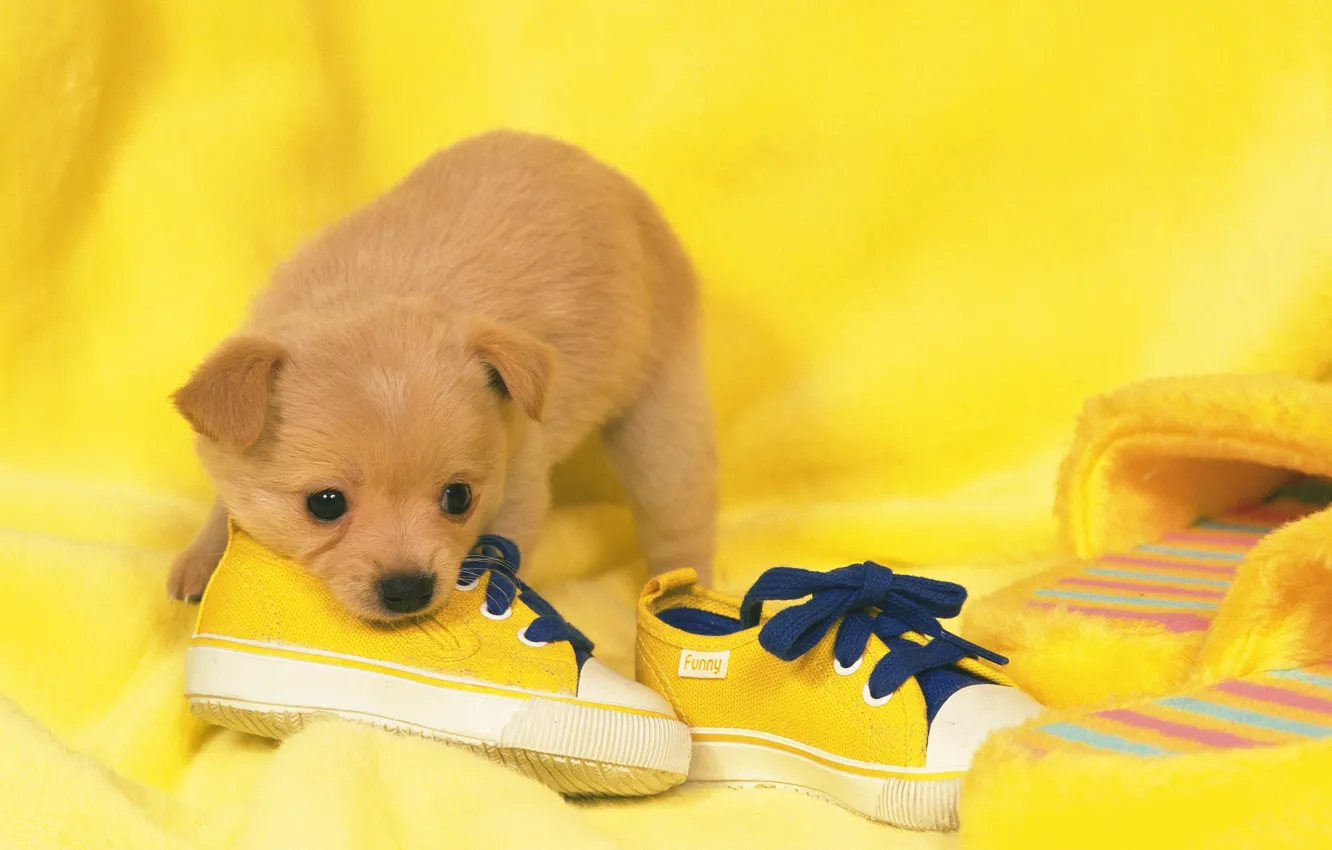 Фото обои обувь, собака, щенок, puppy, dog, shoes