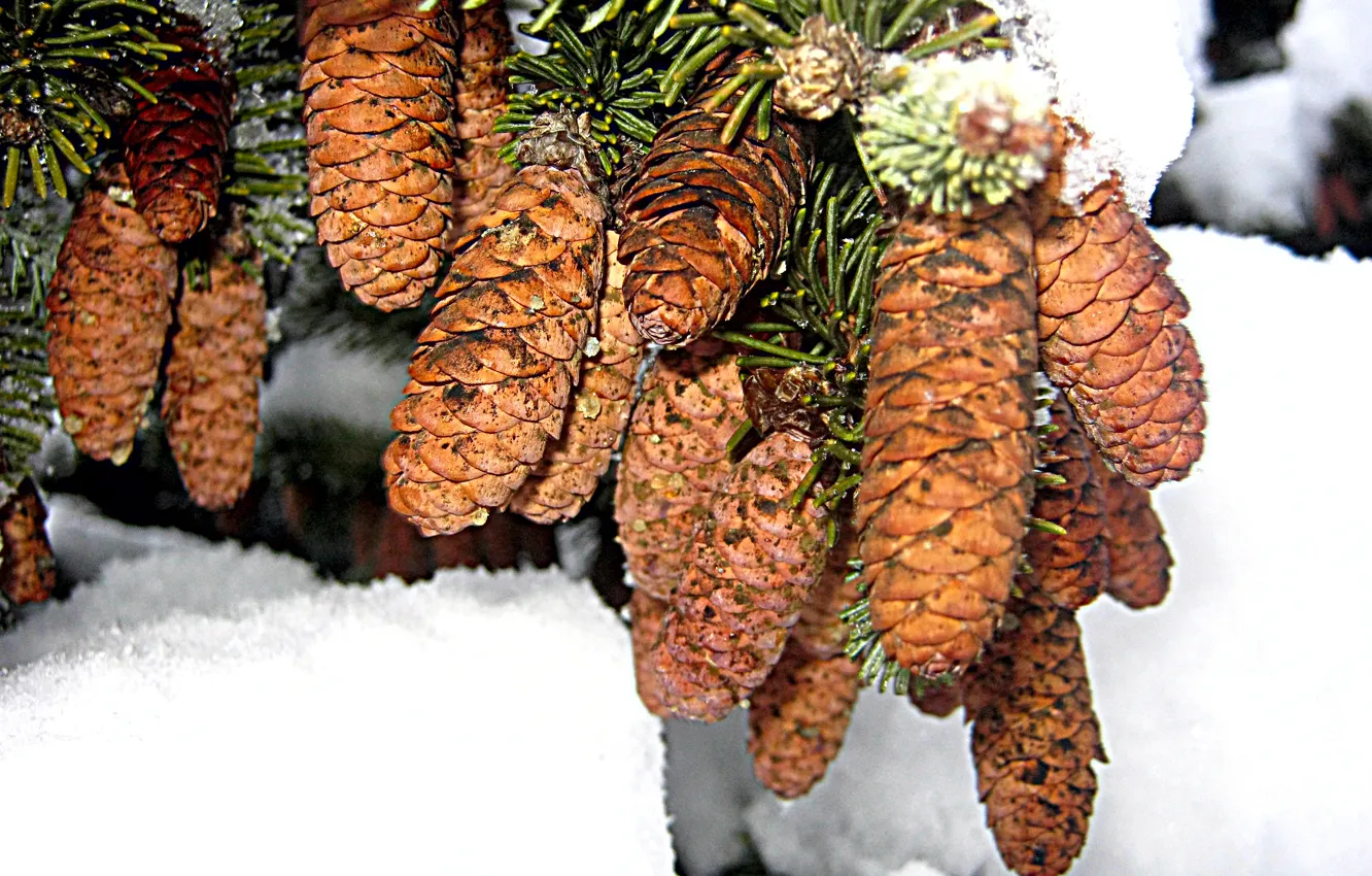 Фото обои зима, елка, Ветка, шишка