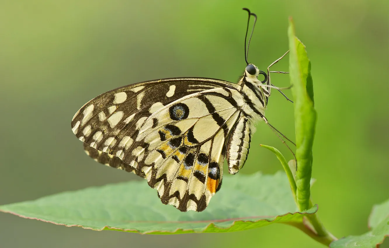 Фото обои лист, узор, бабочка, крылья, насекомое, мотылек