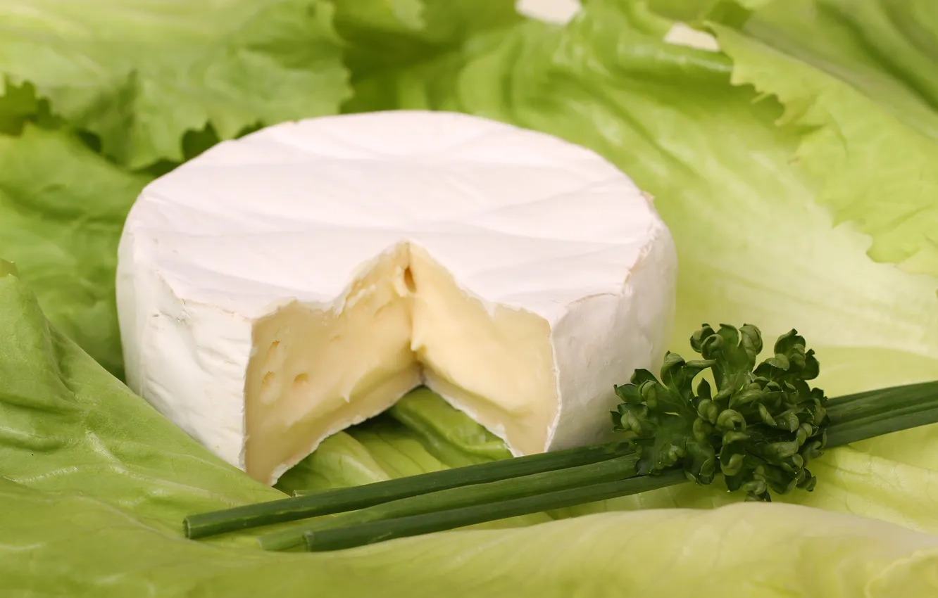 Фото обои зелень, сыр, салат