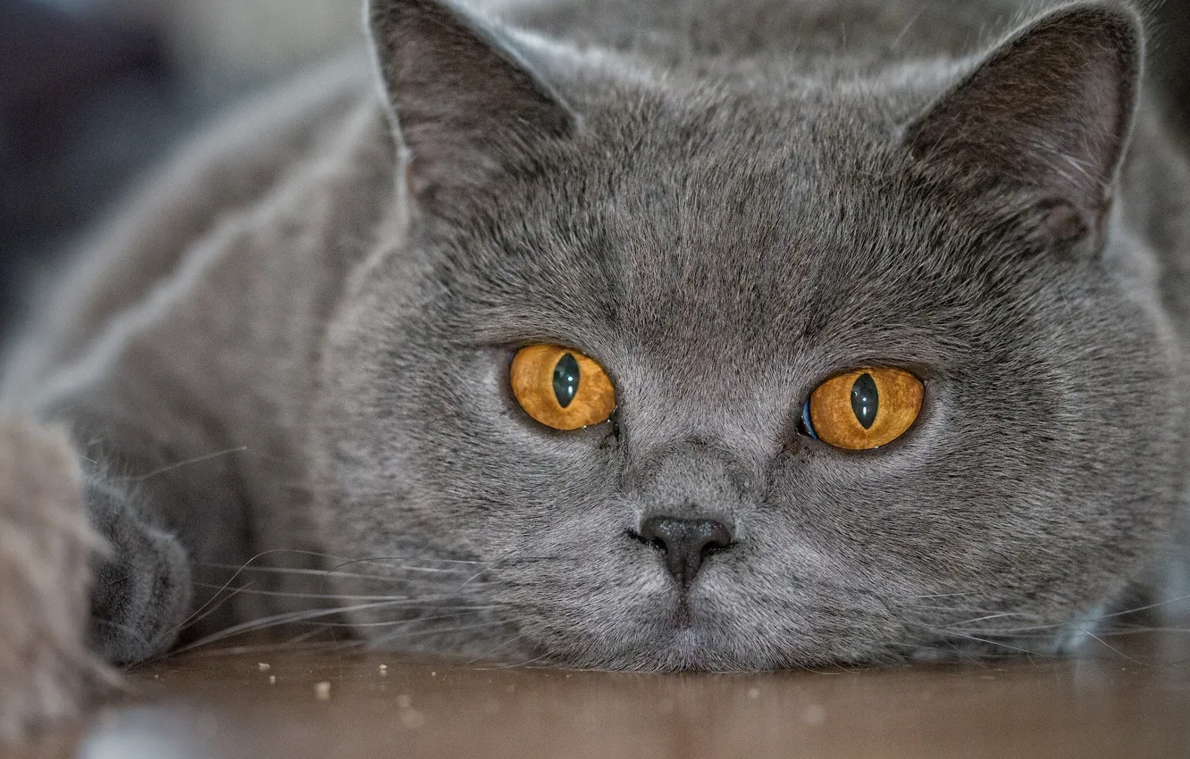 Фото обои глаза, кот, взгляд, морда, британец, Британская короткошёрстная