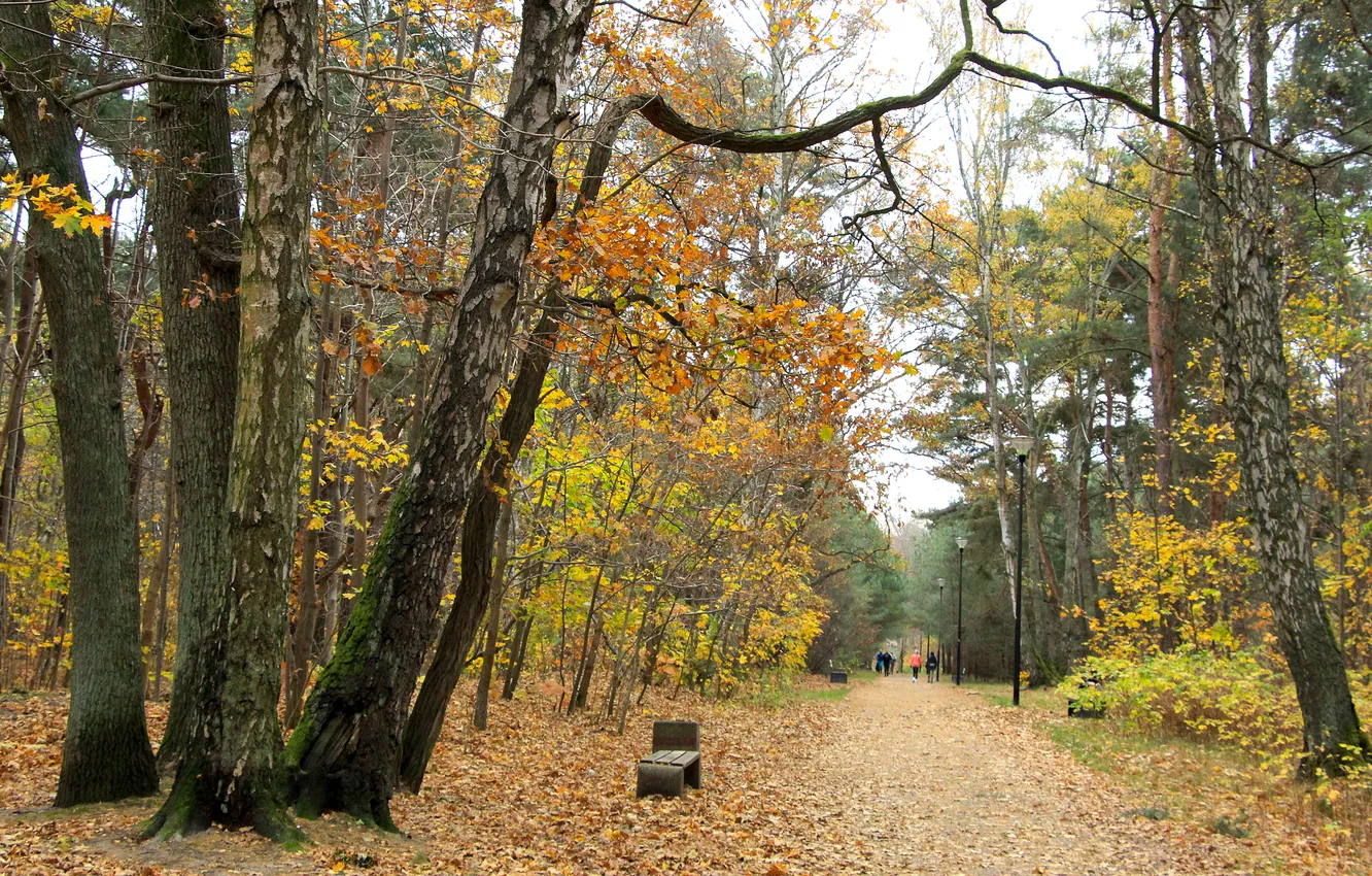 Фото обои forest, park, autumn, alley, fall