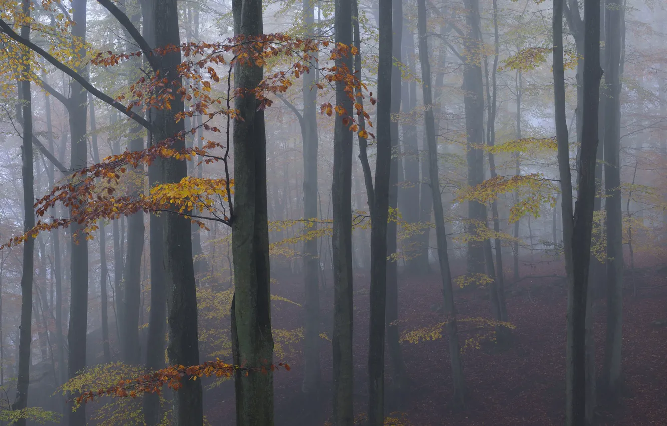 Фото обои осень, лес, деревья, природа, туман, Швеция, Sweden, Skåne