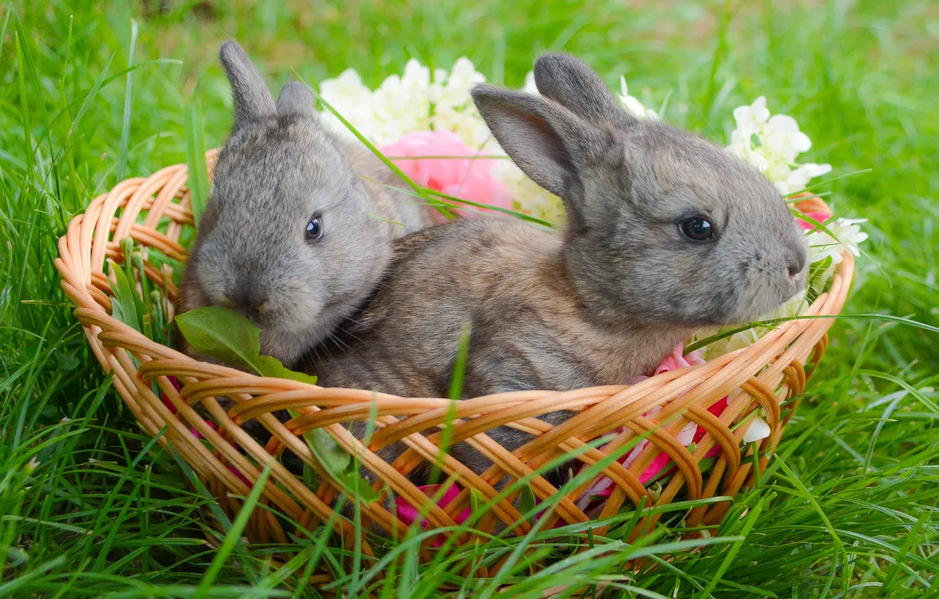 Фото обои корзина, кролики, травка, малыши