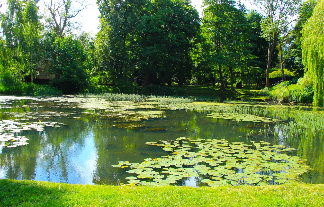 Фото обои water, lake, pond
