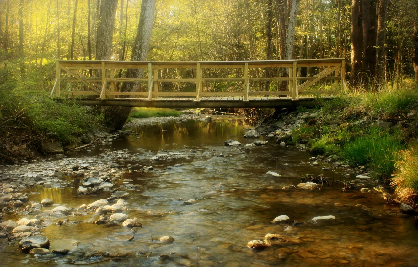 Фото обои лес, мост, река, ручей