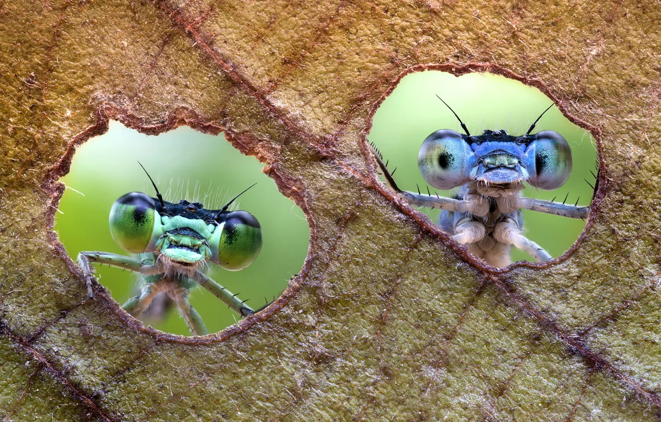 Фото обои насекомые, лист, парочка