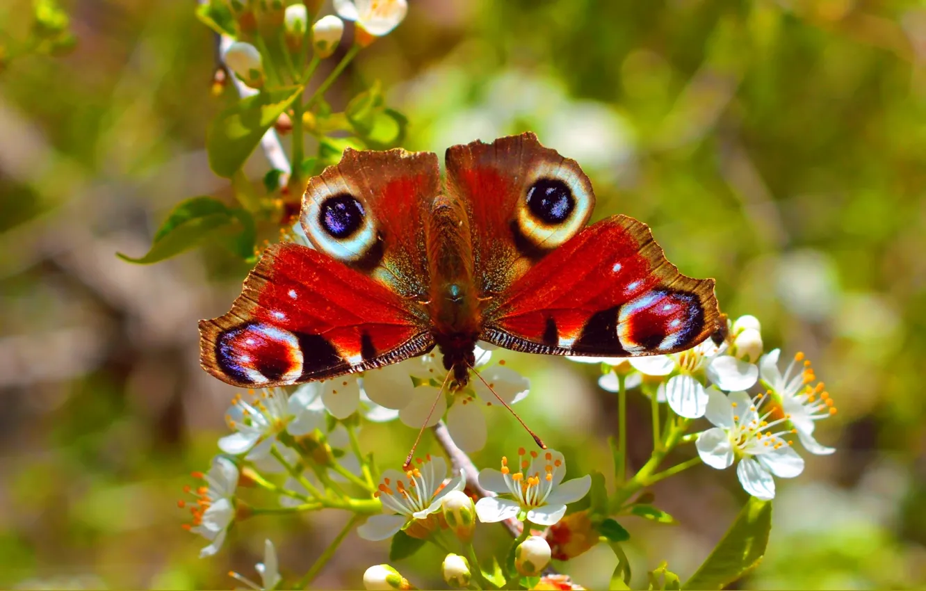 Фото обои Макро, Бабочка, Macro, Butterfly