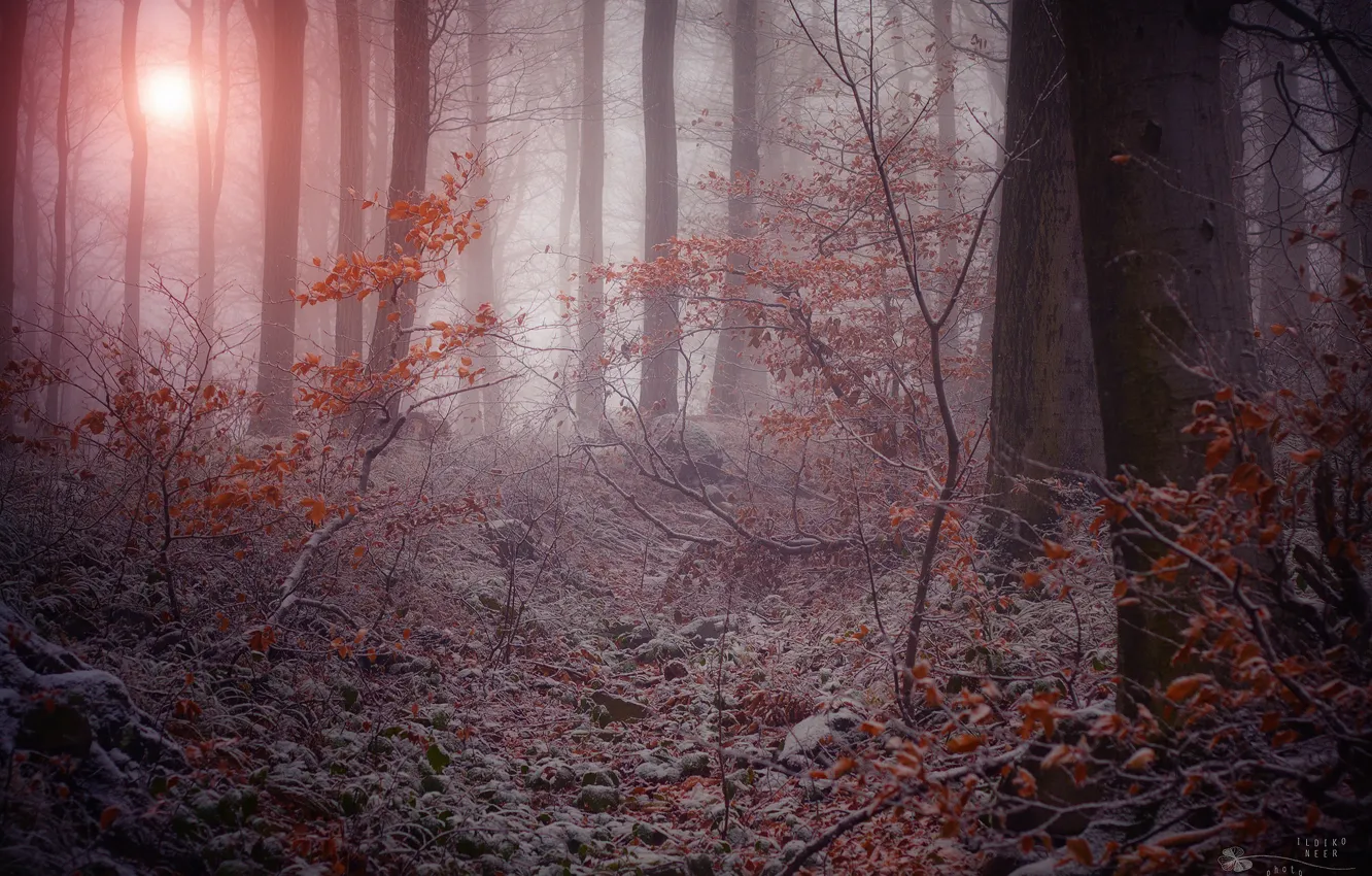 Фото обои зима, иней, деревья, ветки, природа, туман, сумрачный лес, сухая листва