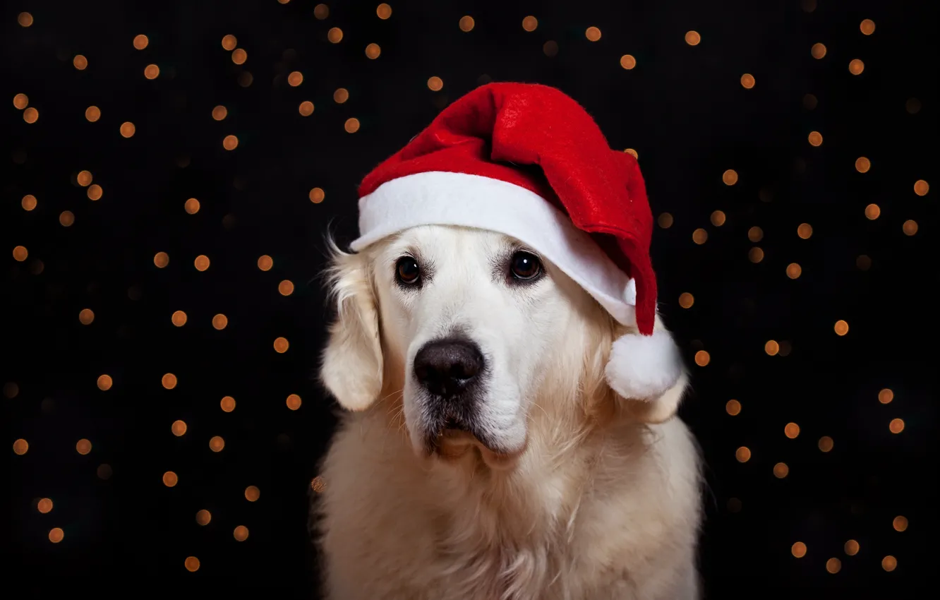 Фото обои белый, взгляд, красный, блики, портрет, собака, Рождество, Новый год