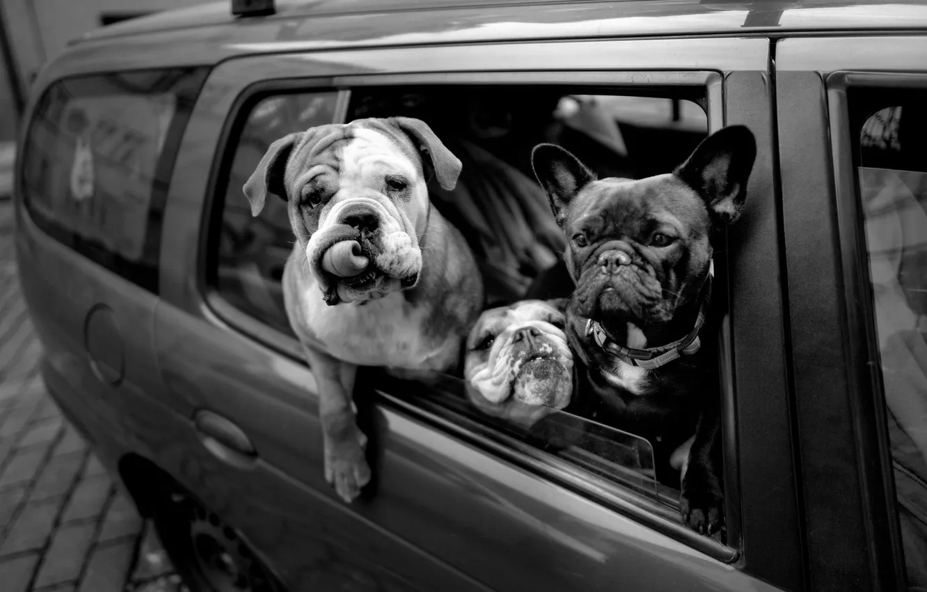 Фото обои машина, авто, собаки, чёрно-белая, друзья, монохром, пассажиры, морды