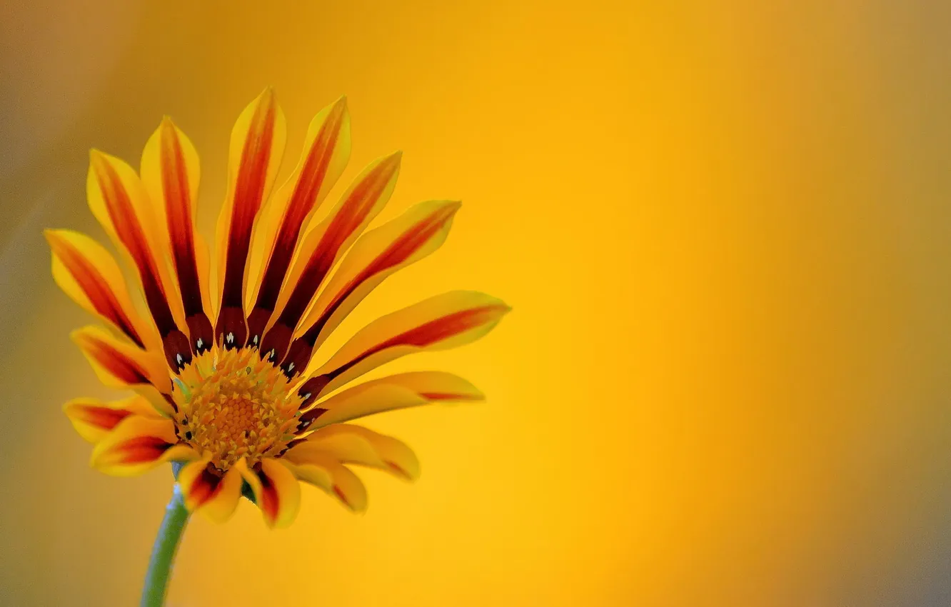 Фото обои цветок, макро, фон, ораньжевый
