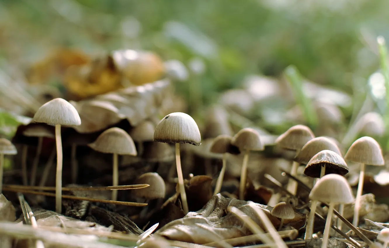 Фото обои лес, природа, грибы, шляпки, резкость, семейство, фокут
