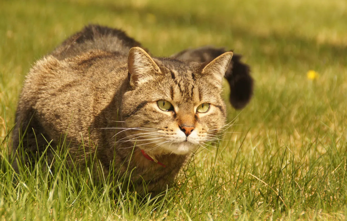 Фото обои трава, кот, взгляд, ошейник, сидит, смотрит