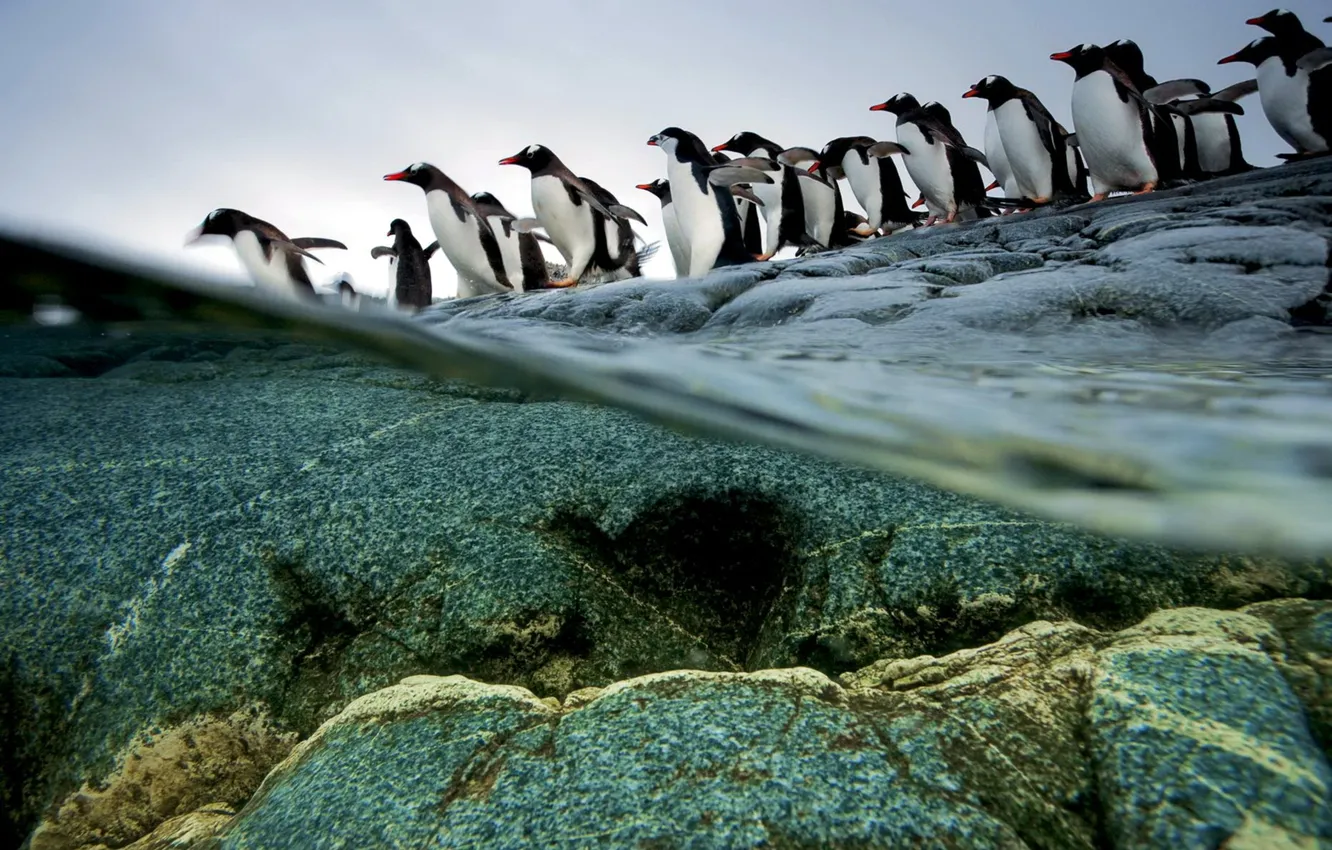 Фото обои вода, природа, пингвины