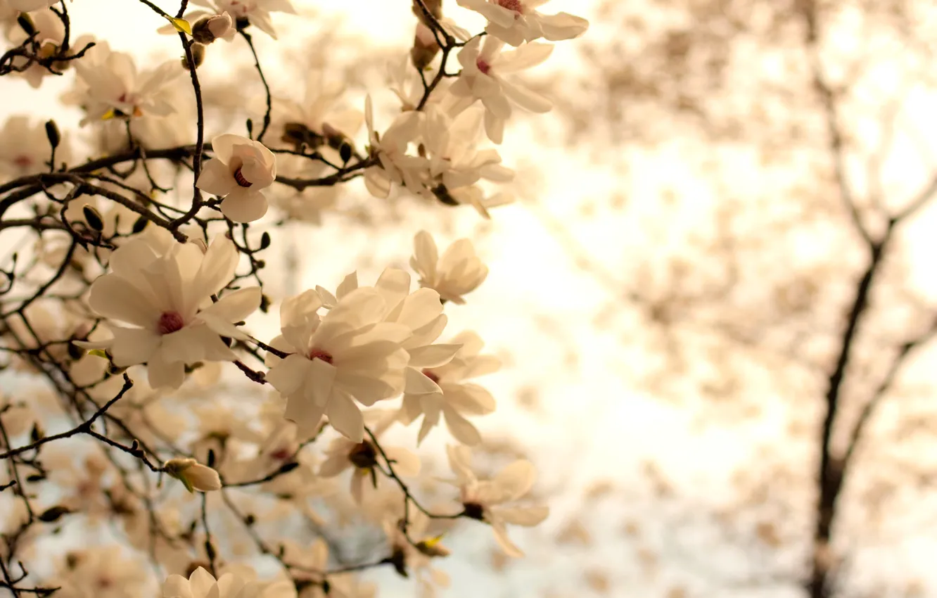 Фото обои белый, цветы, ветки, природа, фон, ветви, весна, цветение