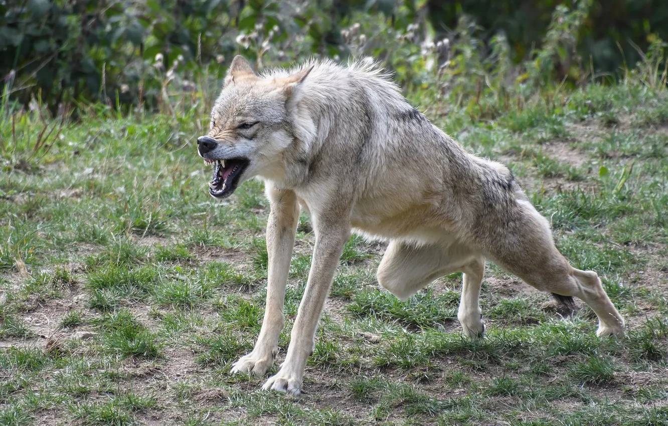 Фото обои nature, snow, predator, face, animal, wolf, wildlife, portrait
