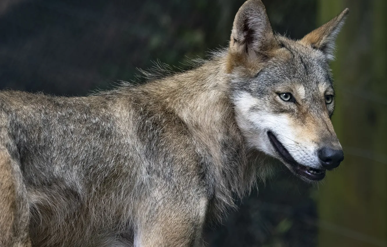 Фото обои fantasy, nature, art, snow, predator, face, animal, wolf