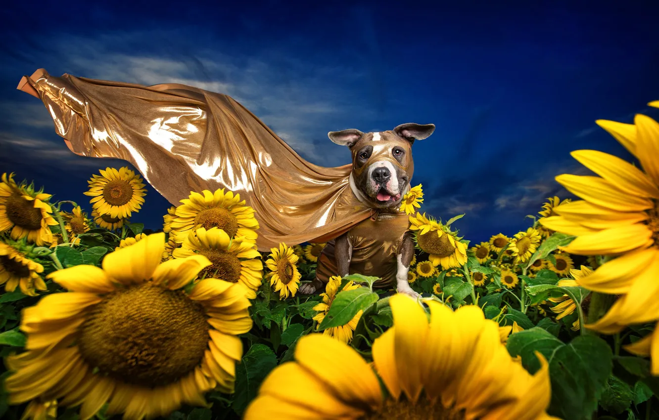 Фото обои небо, подсолнухи, цветы, синева, собака, желтые, маска, ткань
