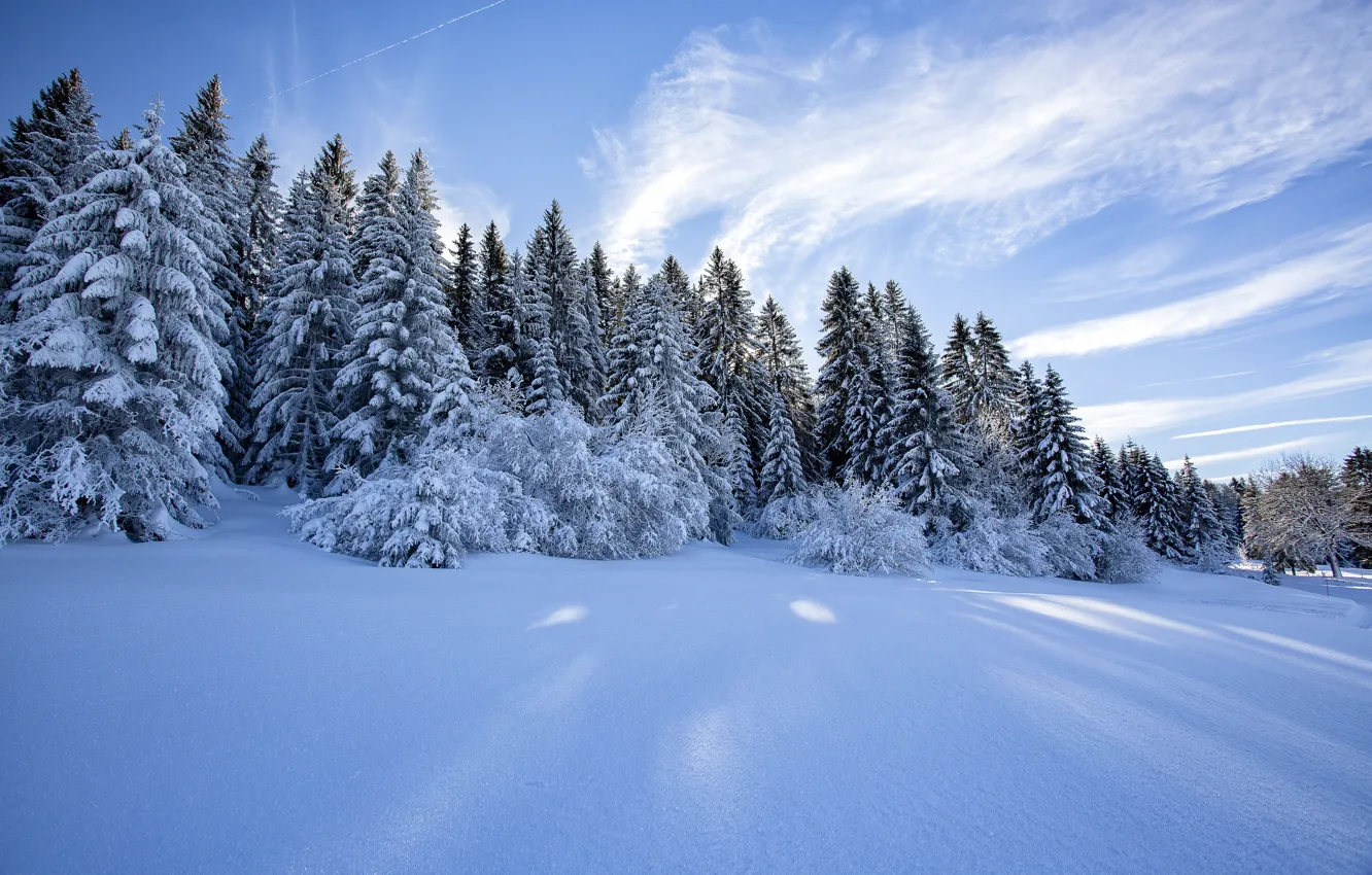 Фото обои зима, иней, поле, лес, облака, снег, деревья, синева