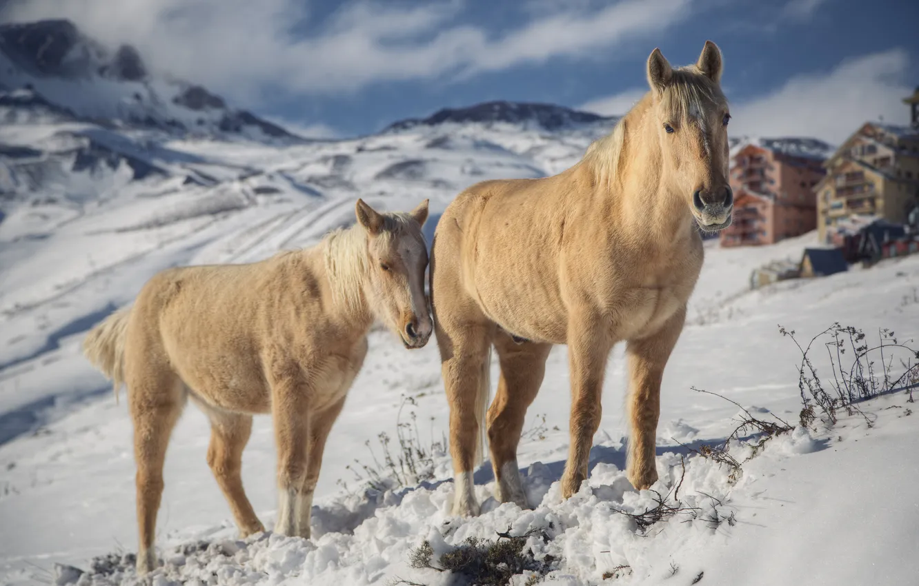 Фото обои зима, снег, горы, лошади, Анды