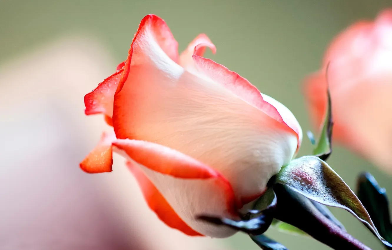 Фото обои red, Rose, flowers, beautiful
