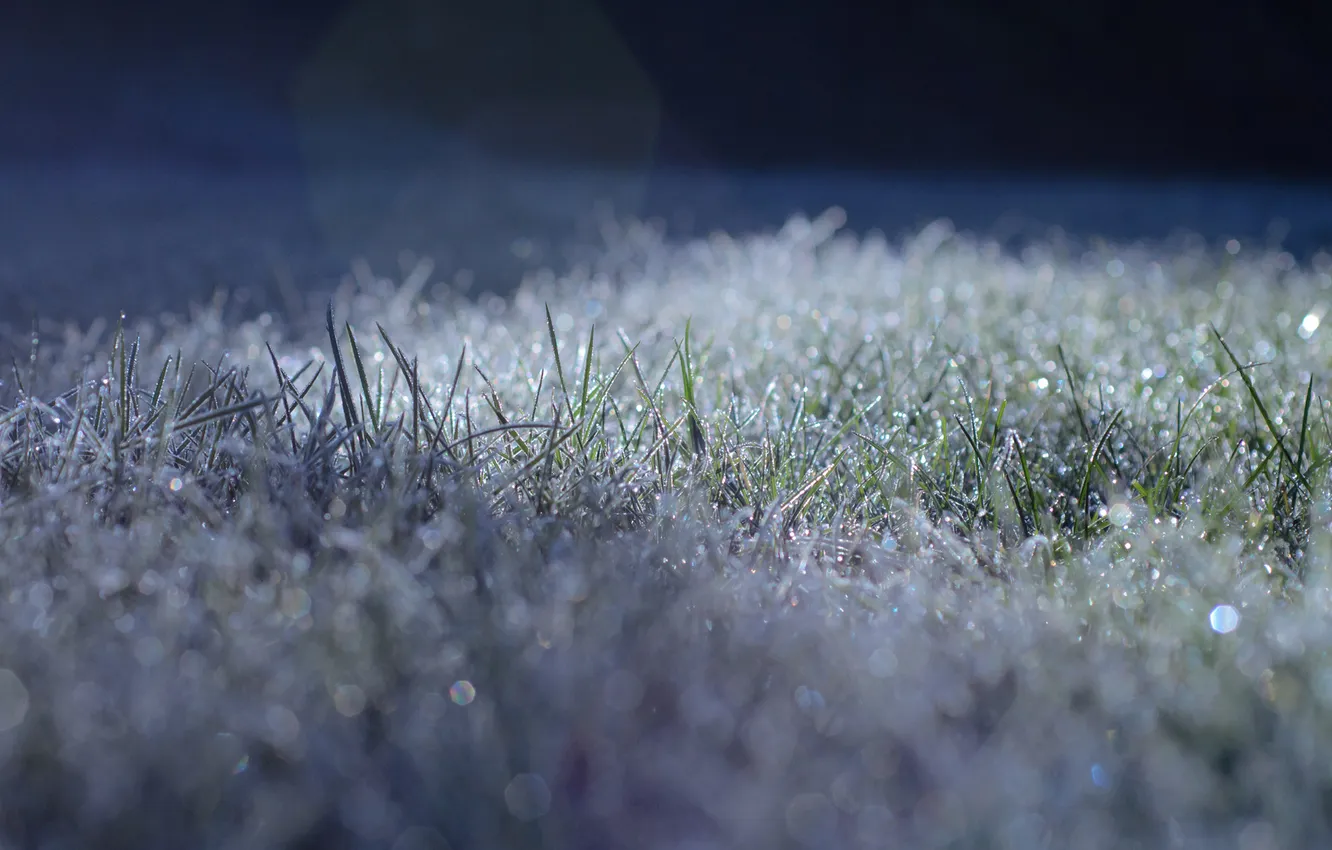 Фото обои холод, иней, трава, газон