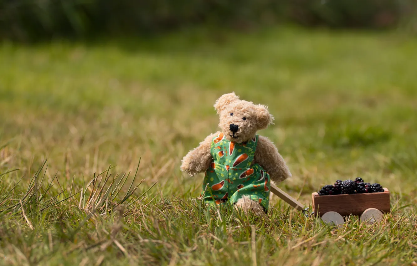 Фото обои поле, трава, природа, ягоды, настроение, игрушка, урожай, медведь