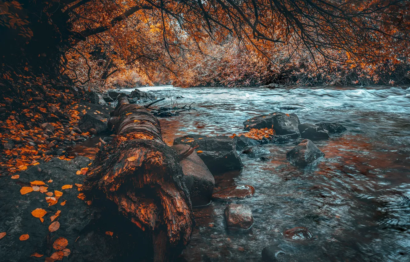 Фото обои осень, лес, река, камни, листва