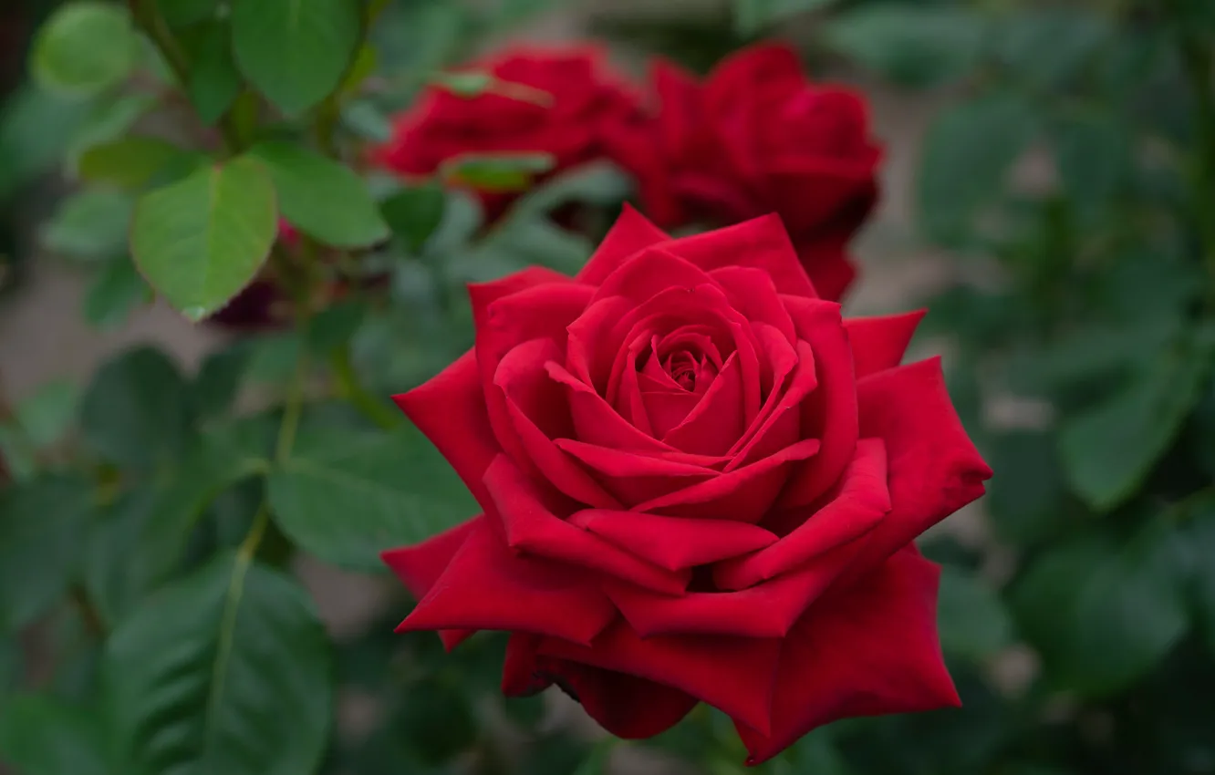 Фото обои макро, роза, лепестки, бутон, красная роза, боке