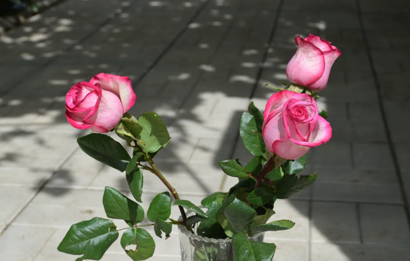 Фото обои цветы, розы, ваза, розовый цвет