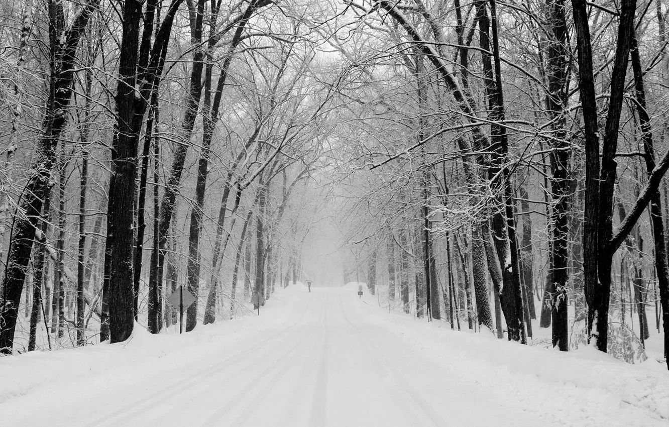 Фото обои дорога, лес, снег