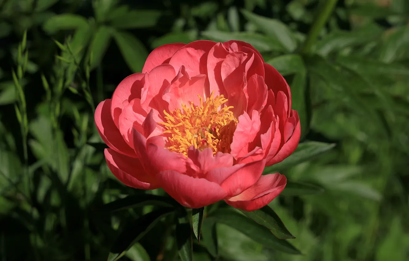 Фото обои цветок, листья, макро, свет, красный, розовый, сад, пион