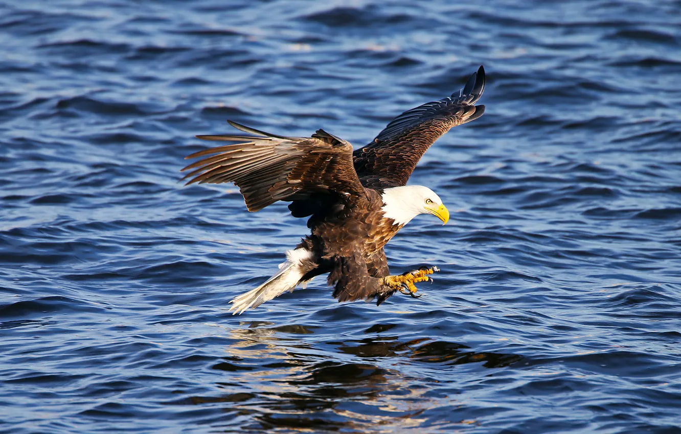Фото обои вода, полет, птица, крылья, когти, Животные, Американский орел