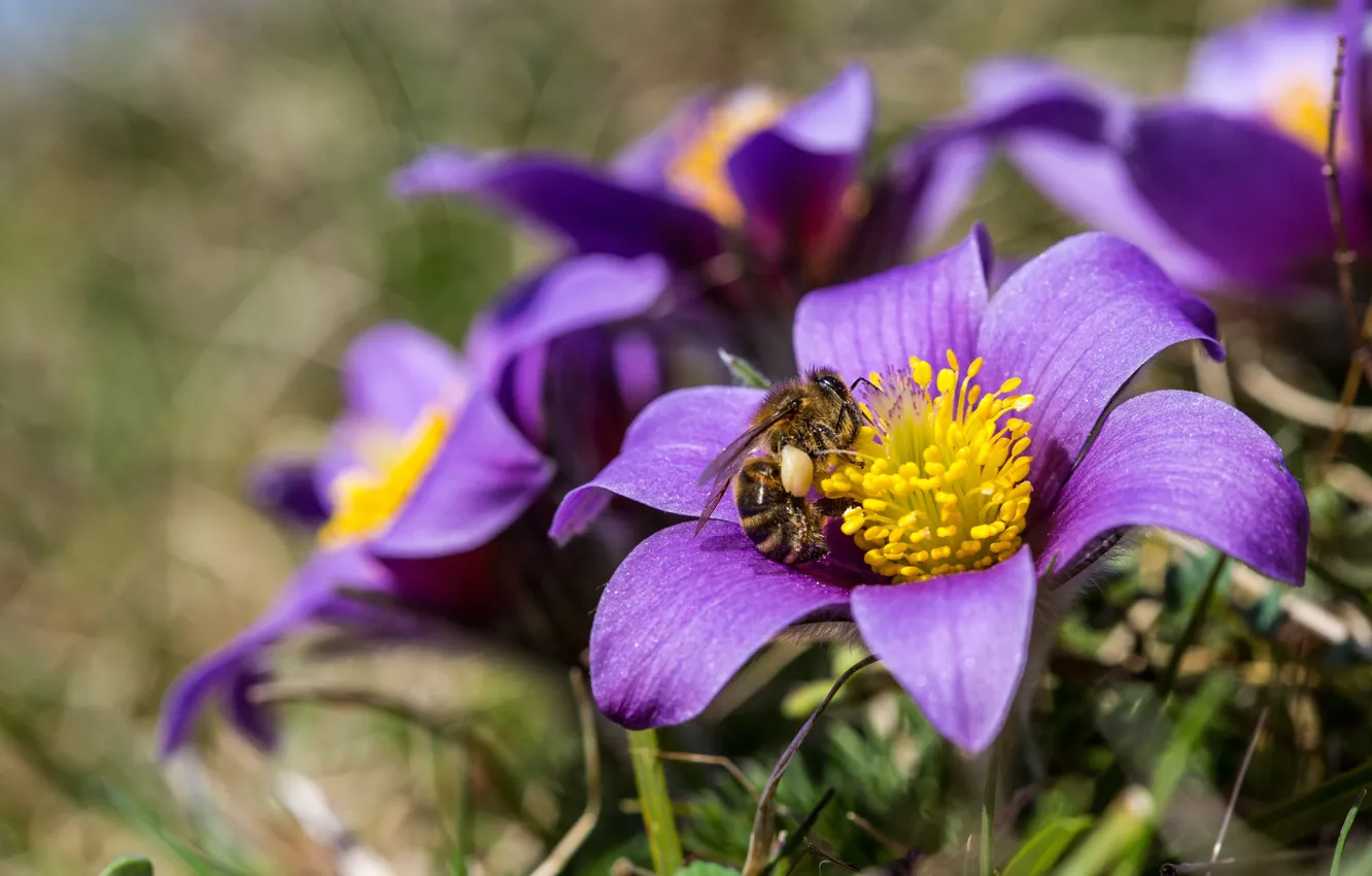 Фото обои макро, пчела, весна, анемон