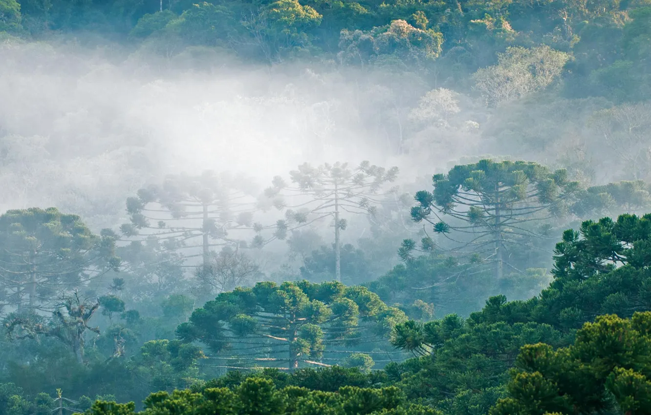 Фото обои лес, облака, деревья, туман, араукария бразильская