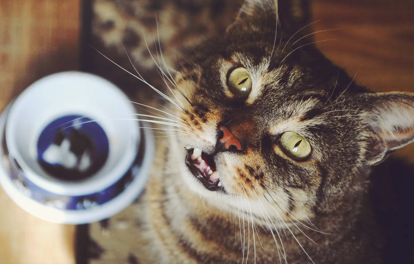 Фото обои кошка, взгляд, стол, чашка, смотрит, блюдце