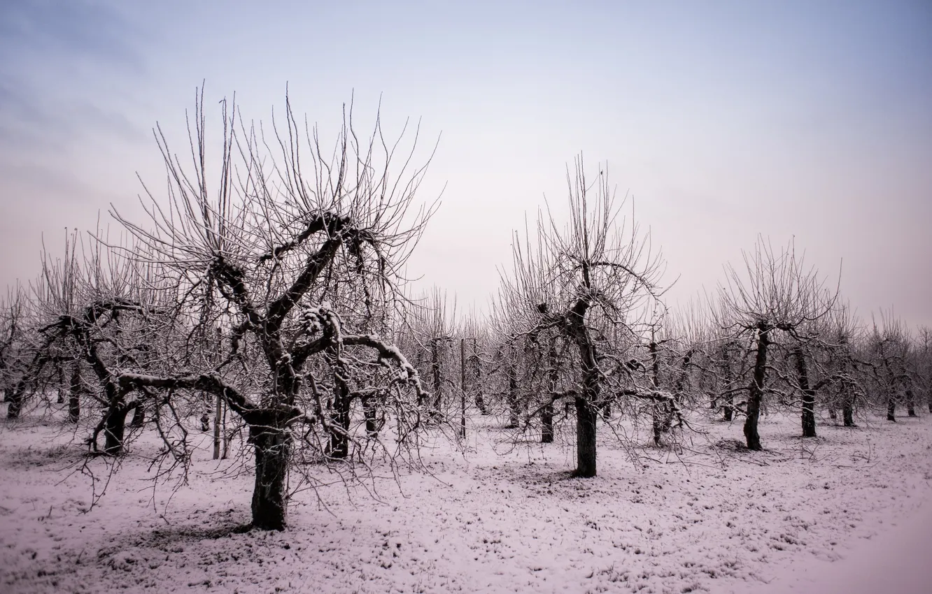 Фото обои зима, сад, яблони