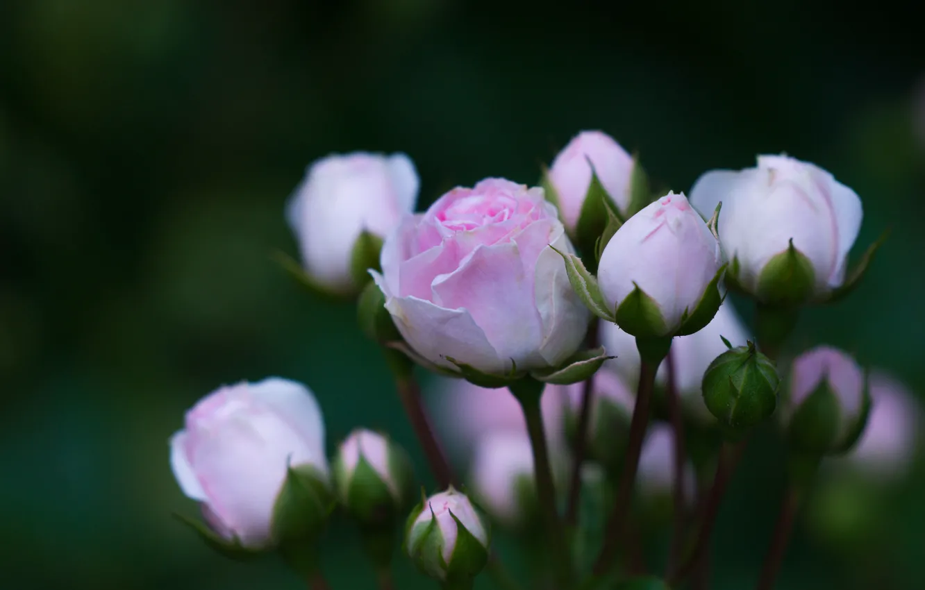 Фото обои розовая, роза, лепестки, бутон, цветение
