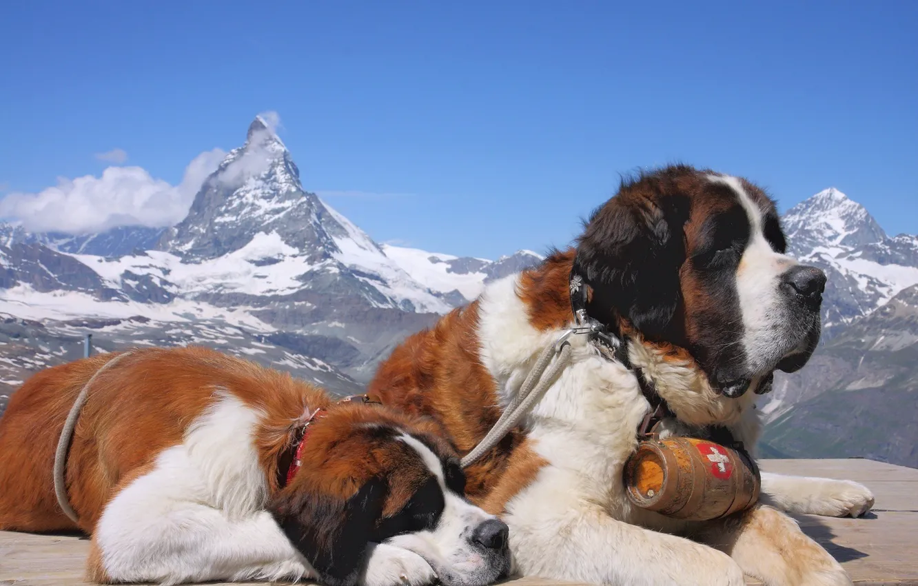 Фото обои собаки, снег, горы, вершины, сенбернар, лежат, спасатель