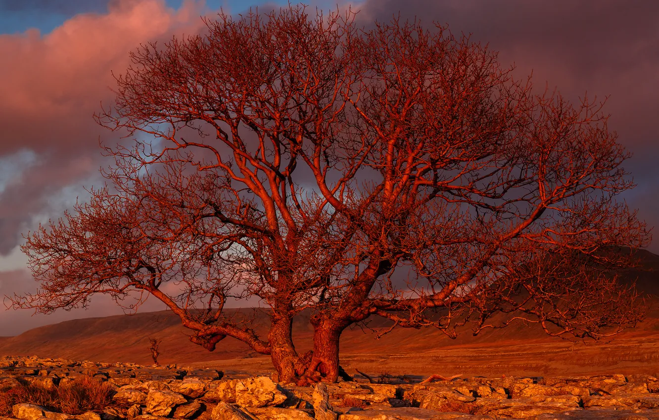 Фото обои закат, дерево, Sunset Tree